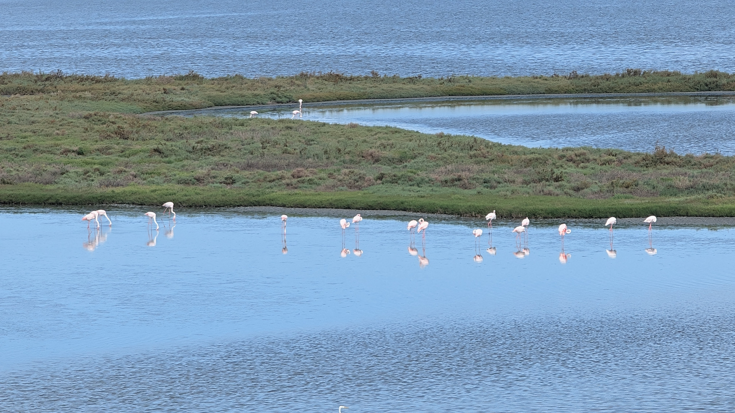 Flamingos im seichten Wasser der Valli di Comacchio